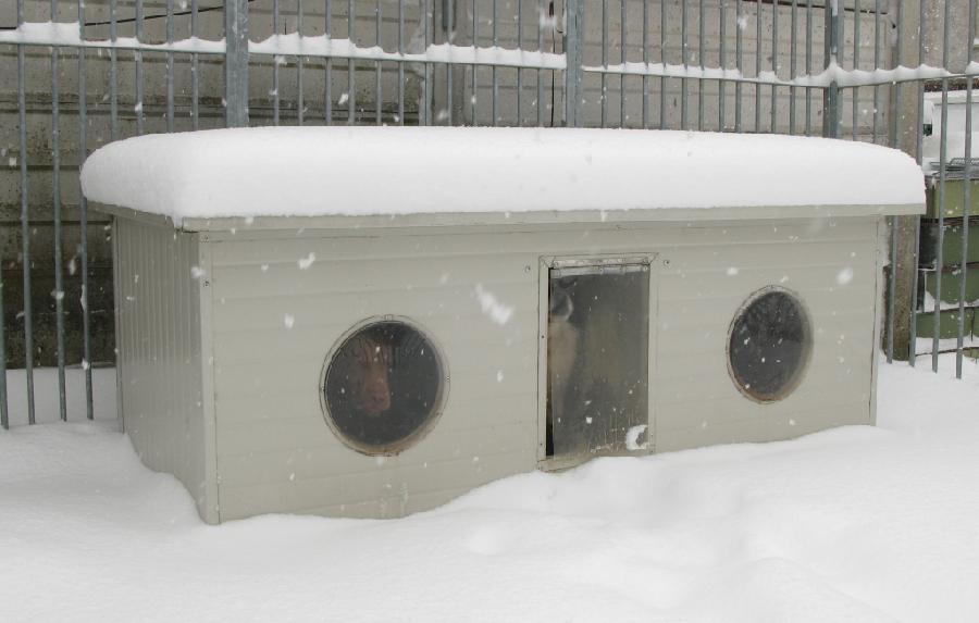 Dog House Dog house